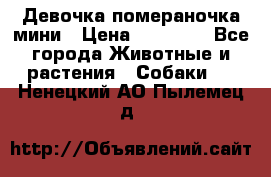 Девочка помераночка мини › Цена ­ 50 000 - Все города Животные и растения » Собаки   . Ненецкий АО,Пылемец д.